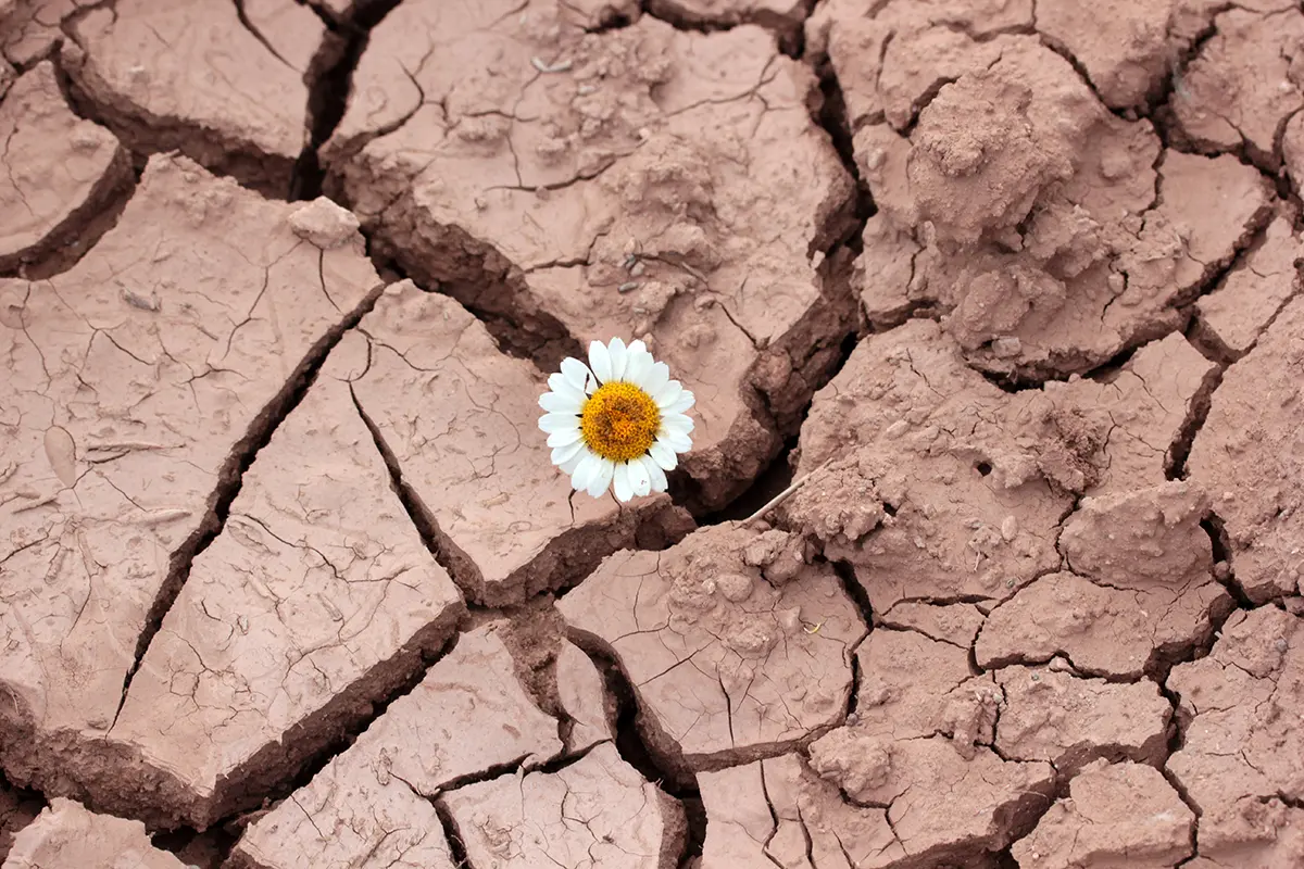 dry-soil-with-daisy-flower-etc-blog-dec25